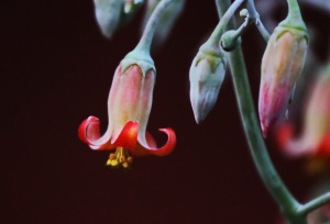 Cotyledon orbiculata