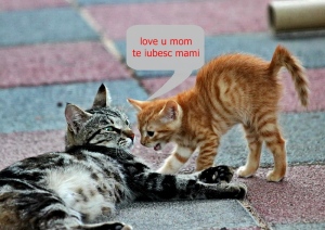 love you mommy-  te iubesc mami