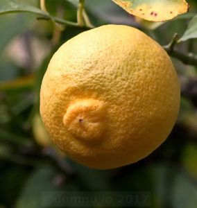 lemon-2